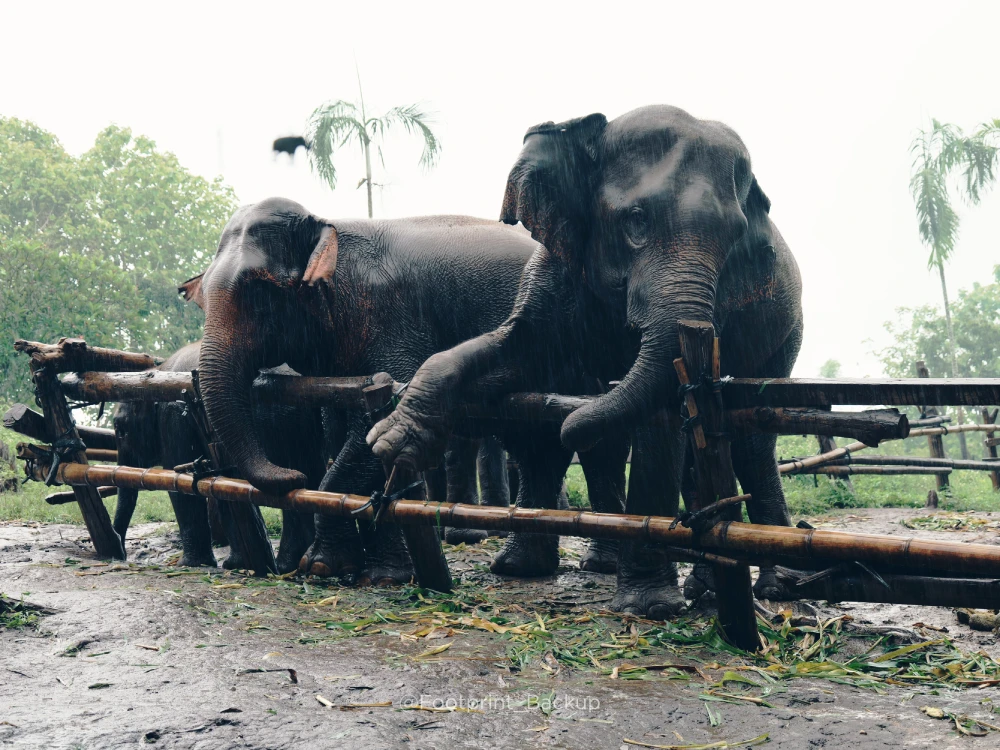 清邁大象營 Elephant Discovery Chiang Mai